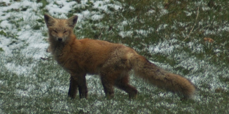 fox2