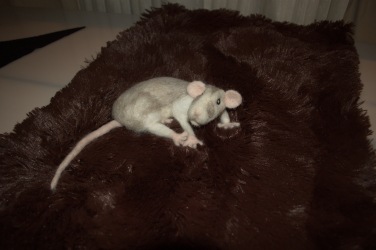 new rat1