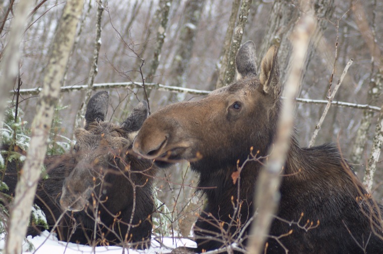 moose pair17